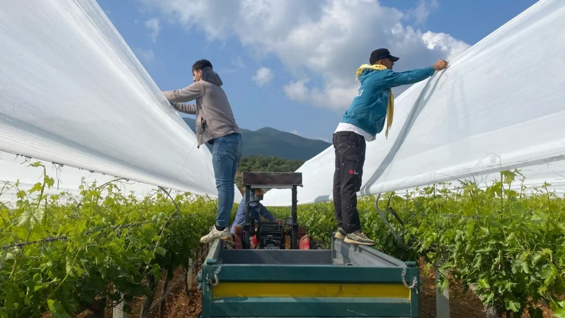 Sarıgöl’de üzüm üreticilerinden kritik hamle: Bağlar koruma altına alınıyor