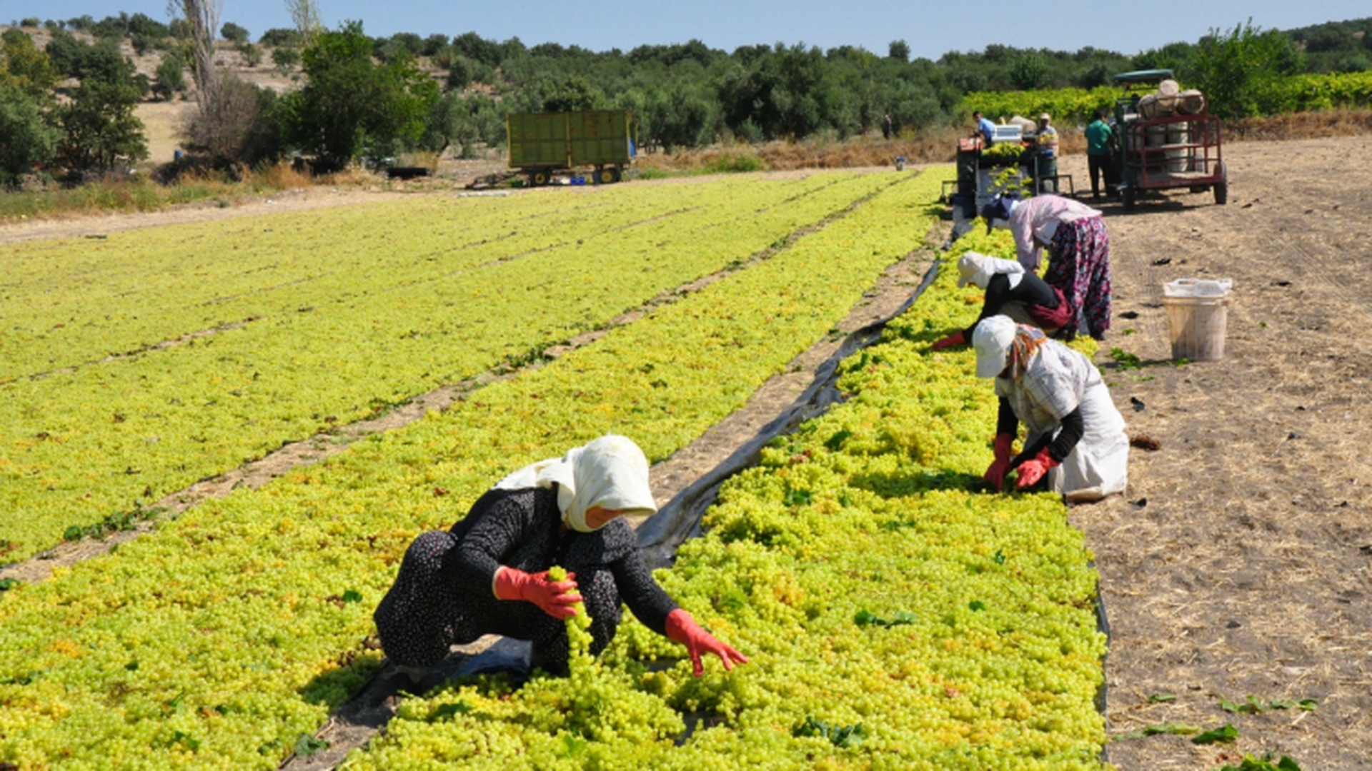 Manisa’da Üzüm İşçilerinin 2026 Yevmiyeleri Belli Oldu: Ücretler Dikkat Çekti