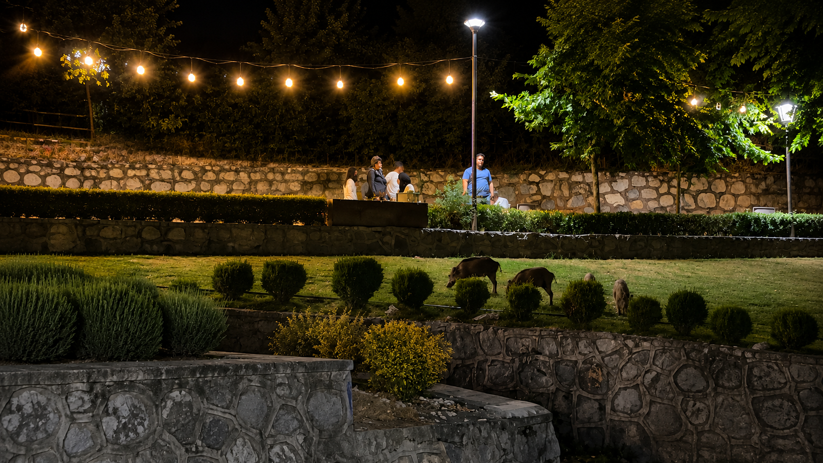 Yunus Park’ta Şaşırtan Görüntü! İnsanlara Aldırmadan Yiyecek Aradılar