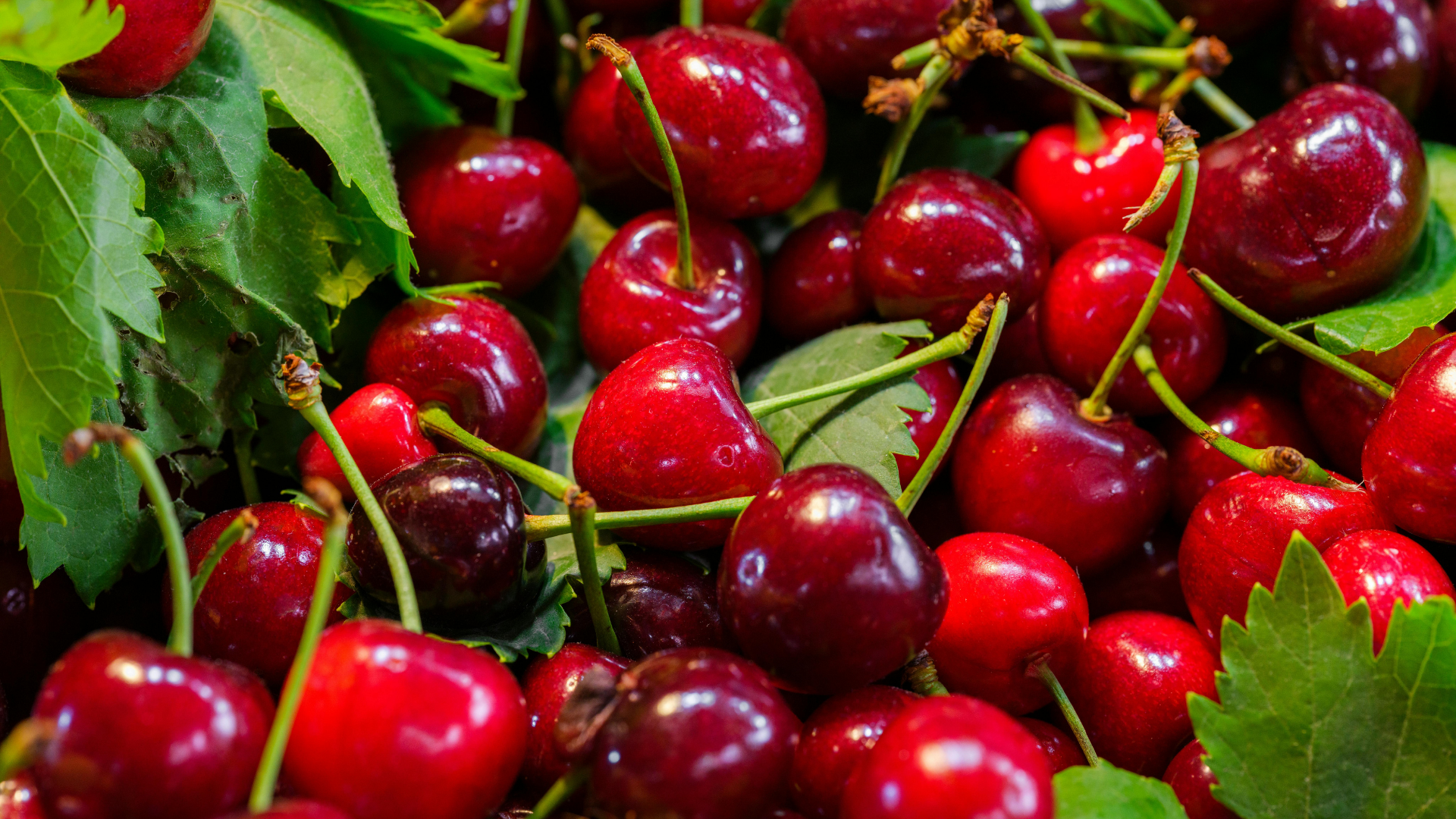 Sezonun ilk kirazı Manisa’dan: Fiyatı dudak uçuklattı